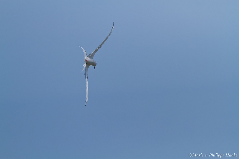 Sterne pierregarin 6808_wm.jpg - Sterne pierregarin, Common Tern, Sterna hirundo (Öland, Suède, mai 2011)